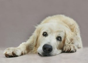 can dogs have autism