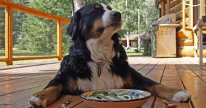 Top 7 Best Dog Foods